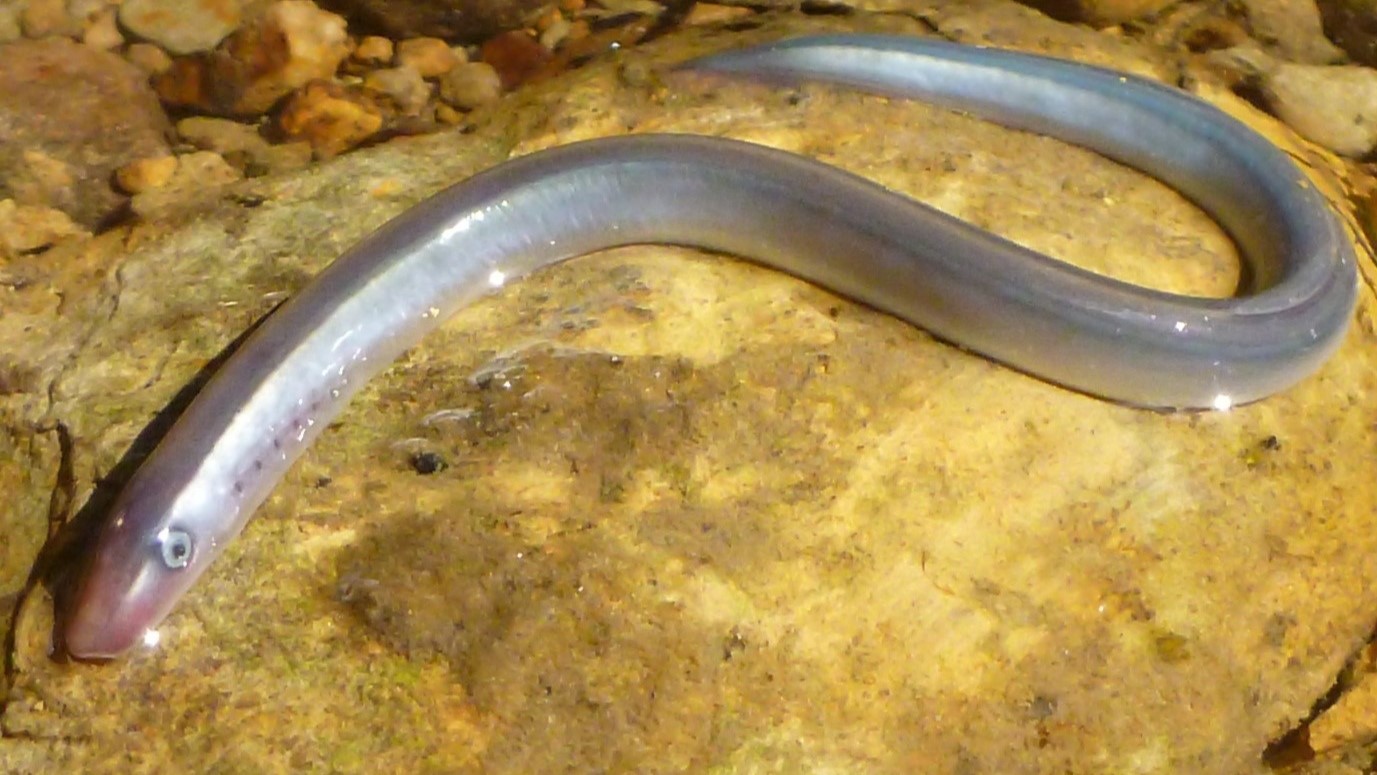 Close up of lamprey fish (eel like creature) curled on a rock in a river